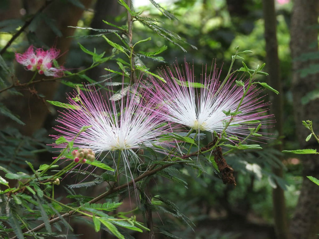 Calliandra-brevipes-Pink-Powderpuff3.jpg