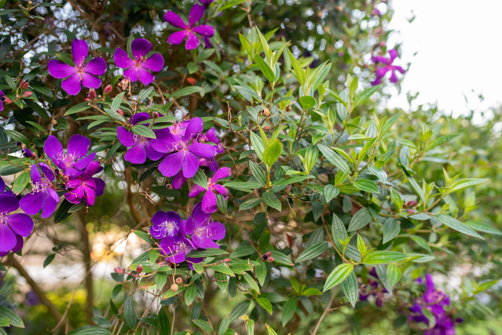 Tibouchina-urvilleana-bigstock-Purple-Princess-Flower-Glory-362767552-1024x684.jpg