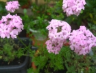 美女櫻 (Verbena Hybrida)