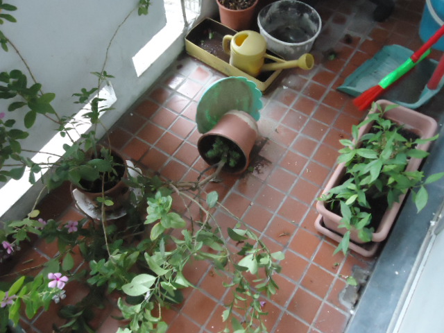 DSC01352.JPG