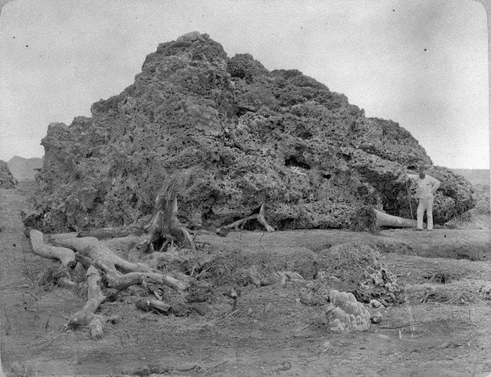 COLLECTIE_TROPENMUSEUM_Groot_brok_koraal_uit_zee_dat_bij_Anjer_op_land_is_geworp.jpg