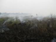 印尼森林大火不絕，付出高昂環境與健康代價