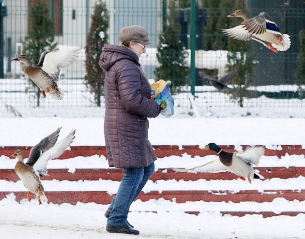 一名波蘭婦人在華沙市區的公園餵鴨子，四周都是昨晚尚未被剷除的積雪。（美聯社） ...