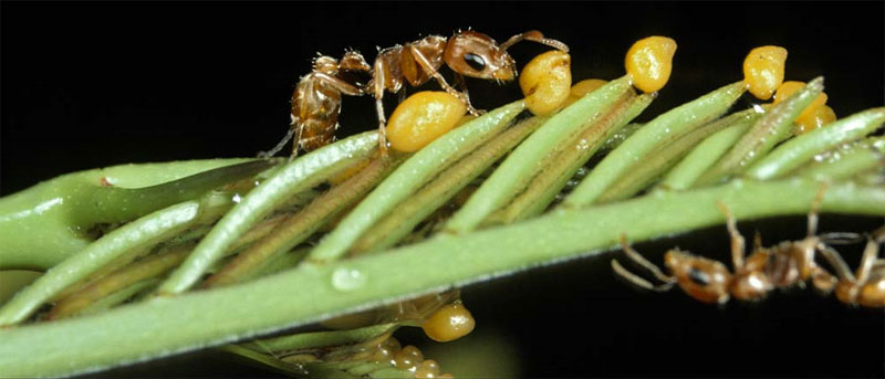 Pseudomyrmex-ant.jpg