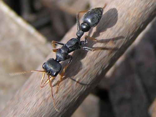 Myrmecia-pilosula.jpg