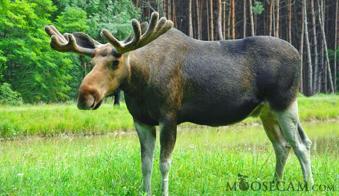 moose-facts.jpg