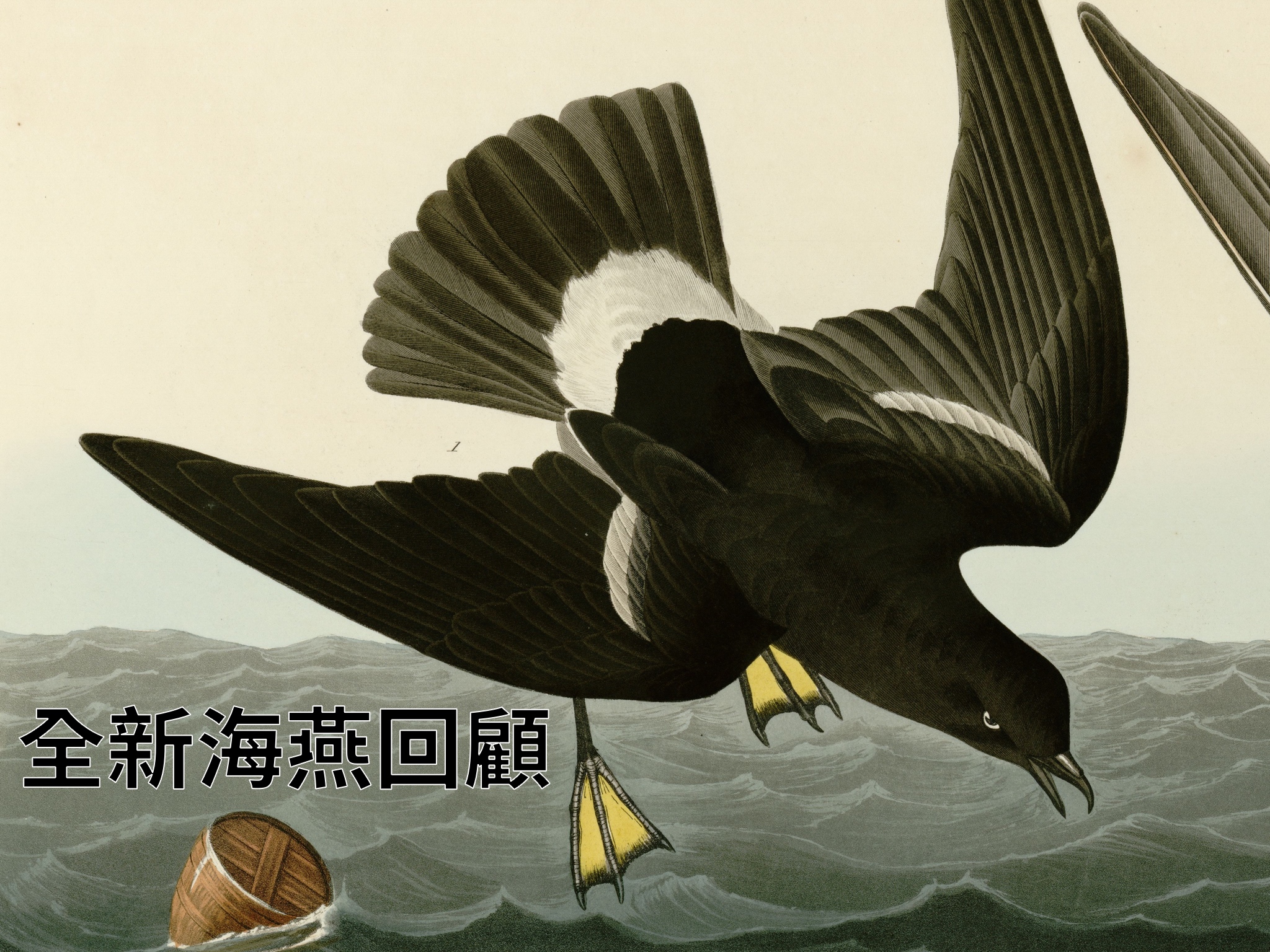 Stormy Petrel cover.jpg