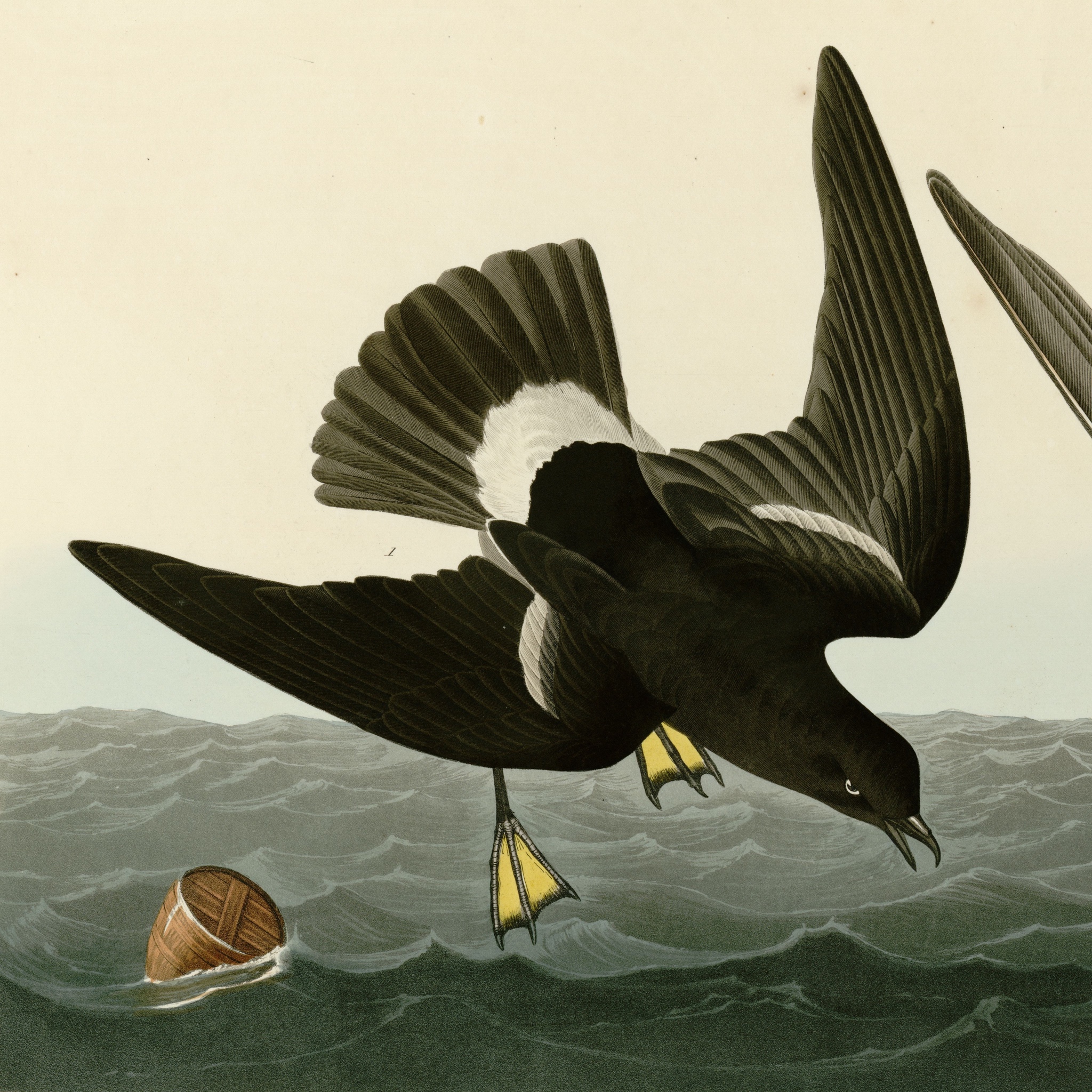 Stormy Petrel.jpg