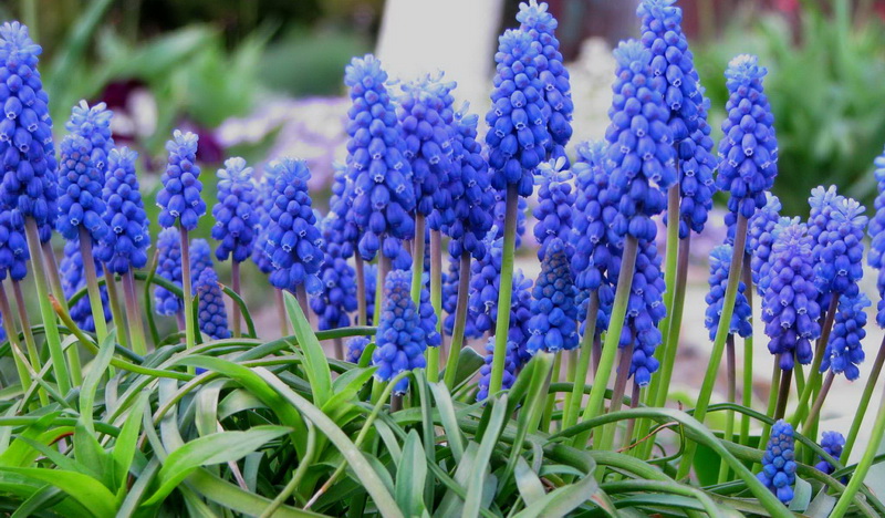 Muscari_armeniacum2.jpg