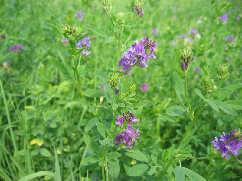 Alfalfa-Medicago-Sativa-Seeds.jpg