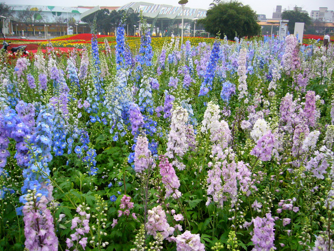 Delphinium4.jpg