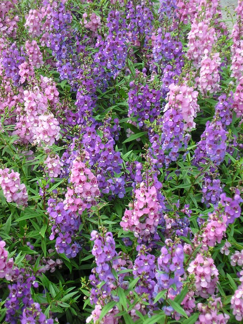 Angelonia 2.jpg