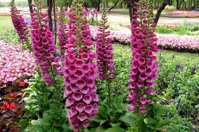 Digitalis purpurea.jpg