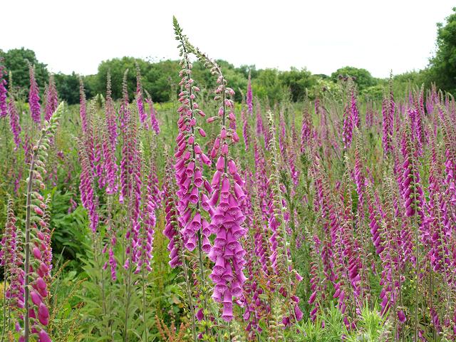 Digitalis purpurea2.jpg