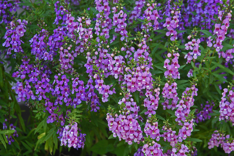 Angelonia.jpg