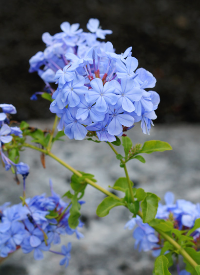 Plumbago-auriculata-2.jpg