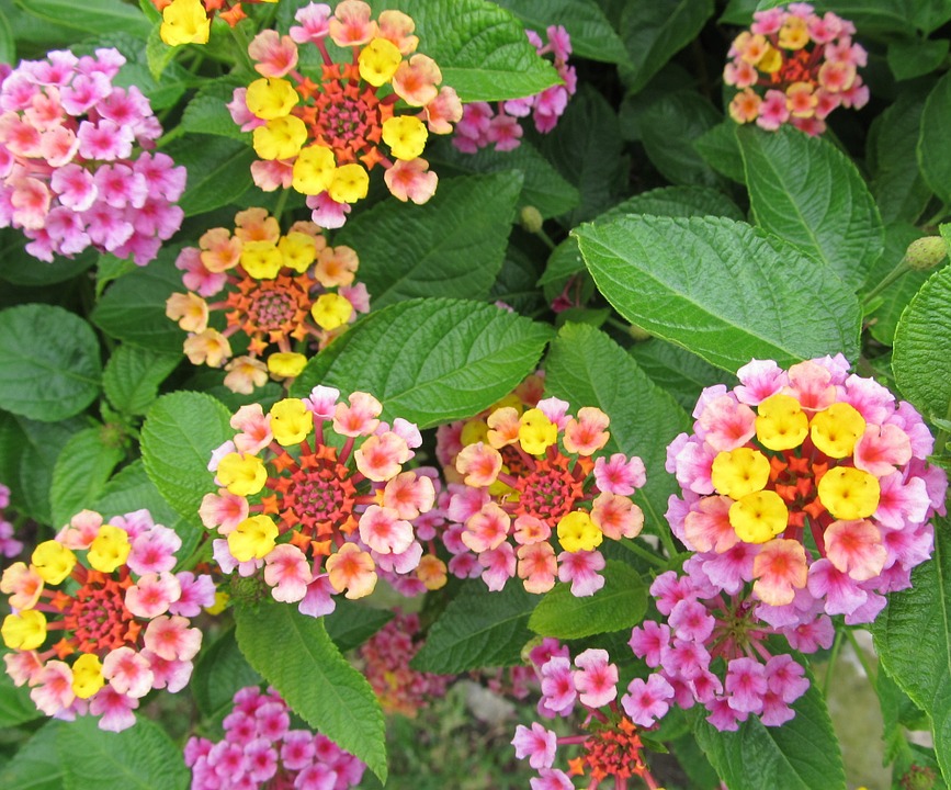 lantana-camara-408923_960_720.jpg