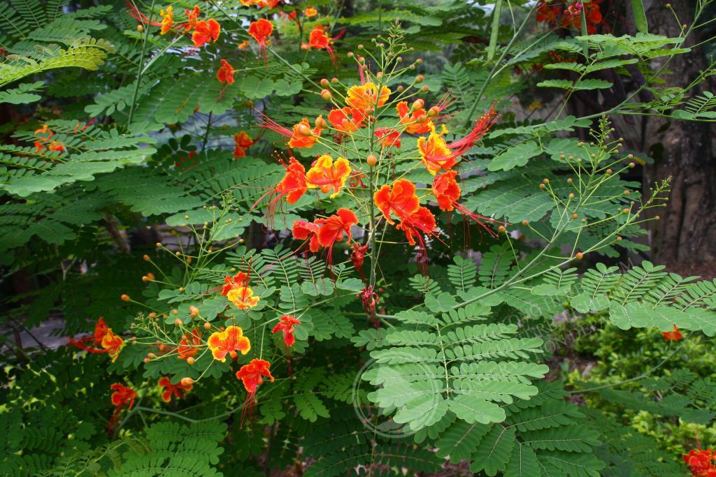 184_Caesalpinia pulcherrima_洋金鳳_17-09-2008_98144_LR_WM.jpg