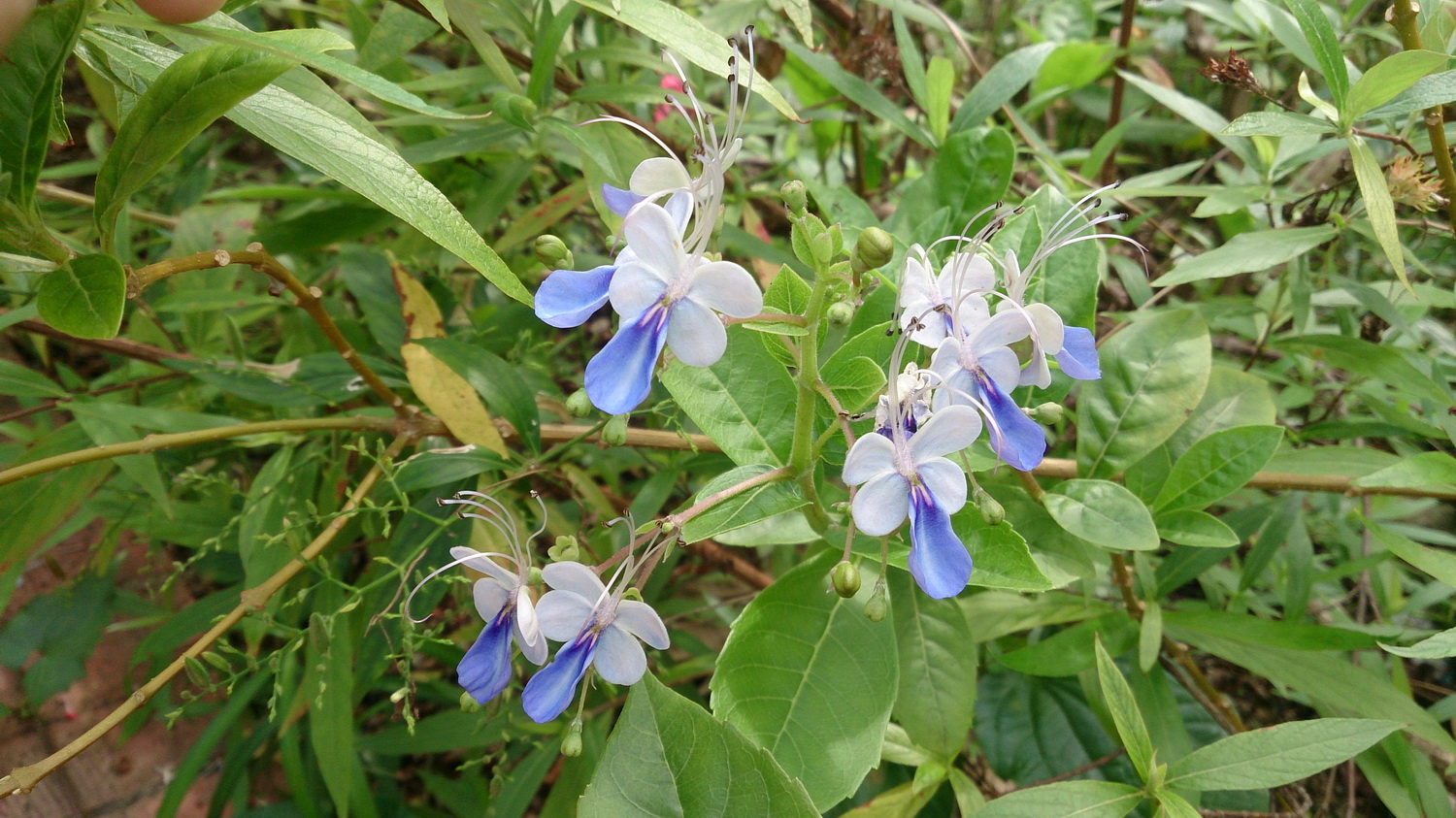 Butterfly_Bush_(Rotheca_myricoides_\'Ugandense\')_1.jpg