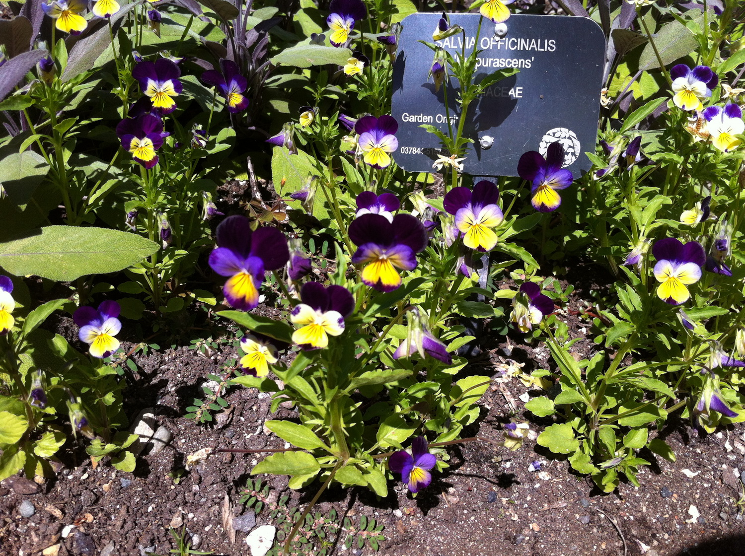 viola-tricolor.jpg