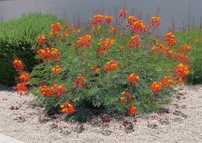 16_1_Caesalpinia_pulcherrima.png