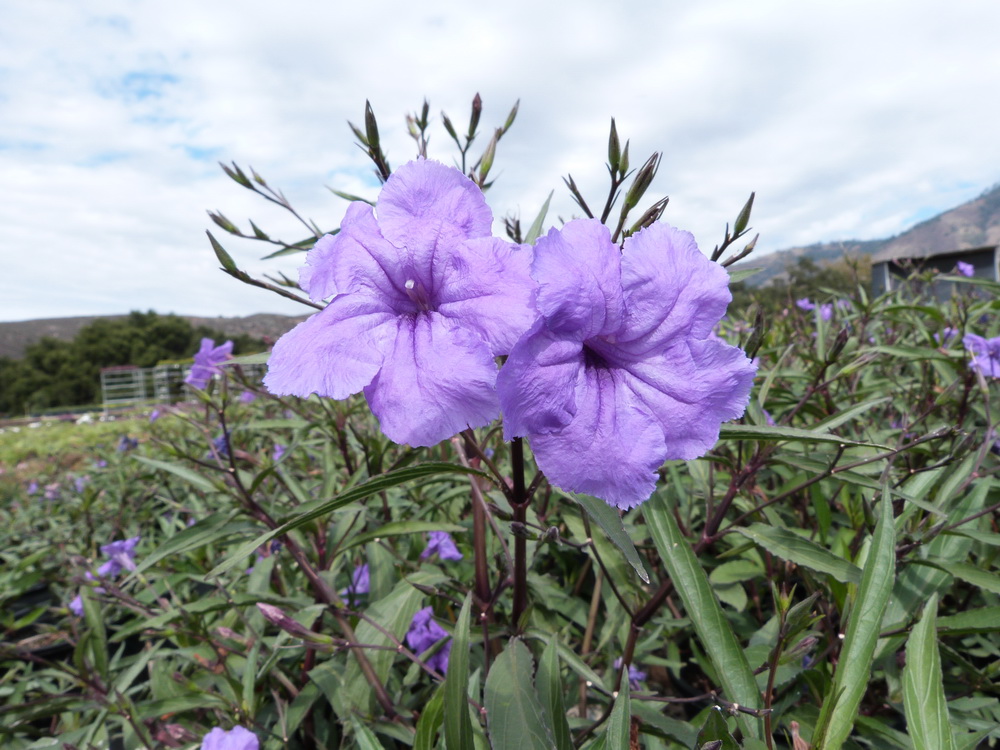 花 翠蘆莉.jpg