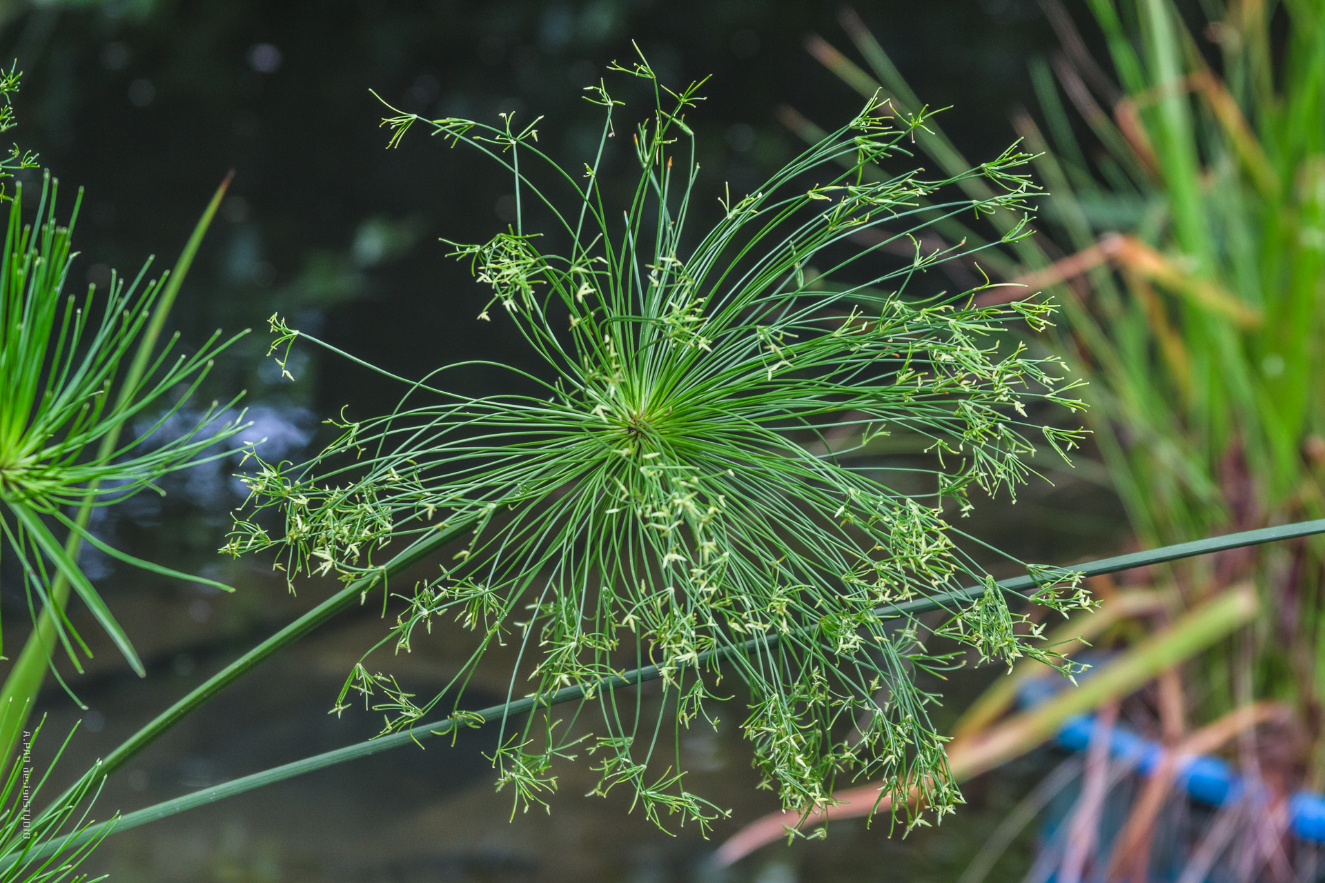 花 紙莎草.jpg