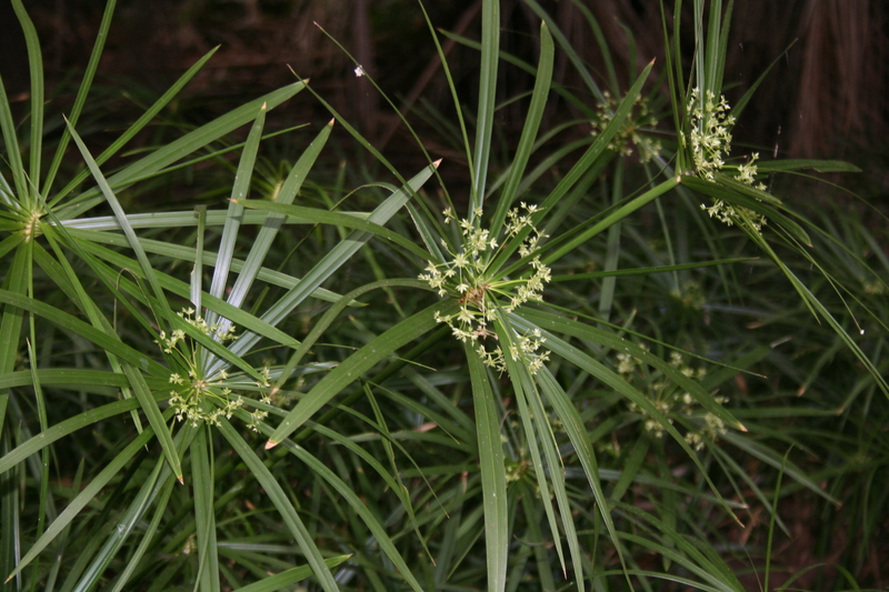 花 輪傘莎草.jpg