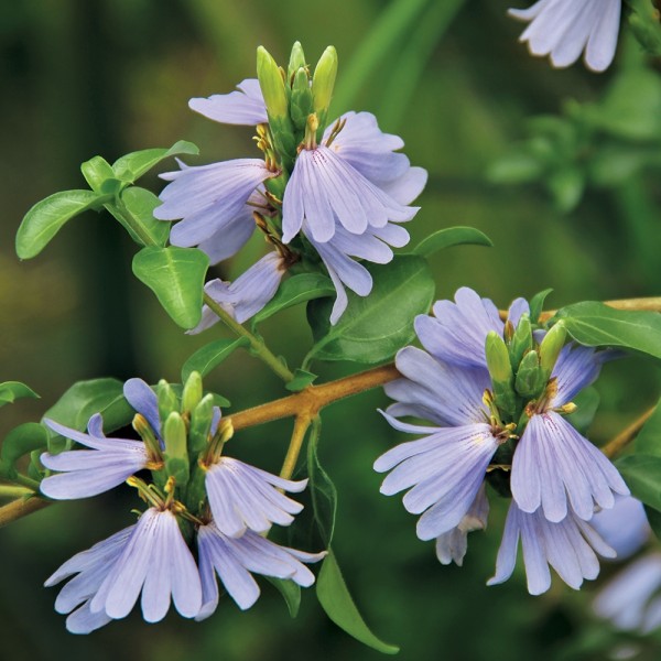 花 藍唇花 .jpg