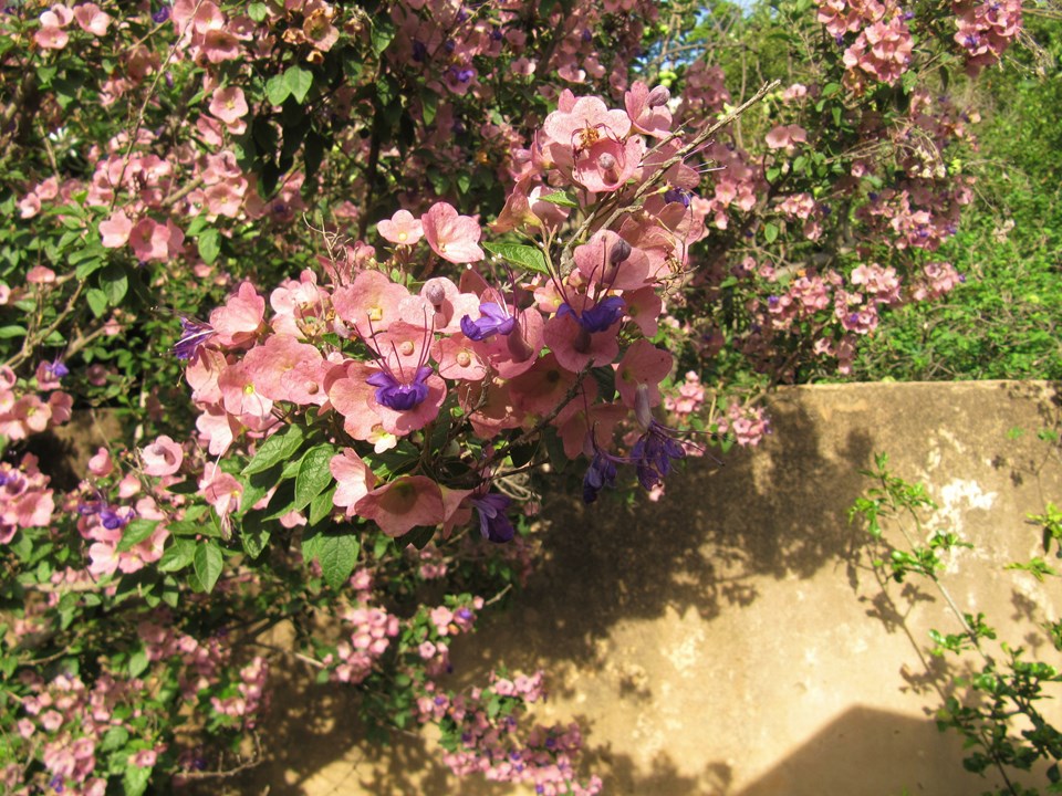 Karomia-speciosa-pink-flower-shrub.jpg