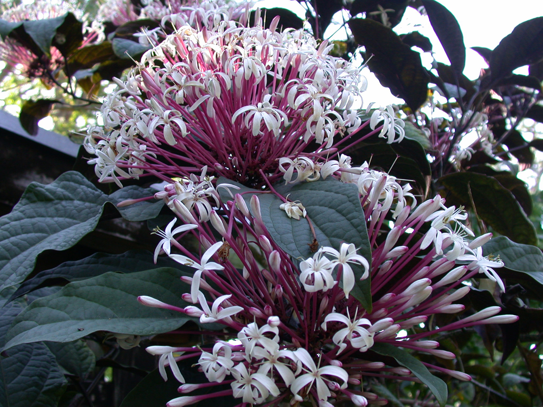 Shooting-Stars-Clerodendrum-quadriloculare.jpg