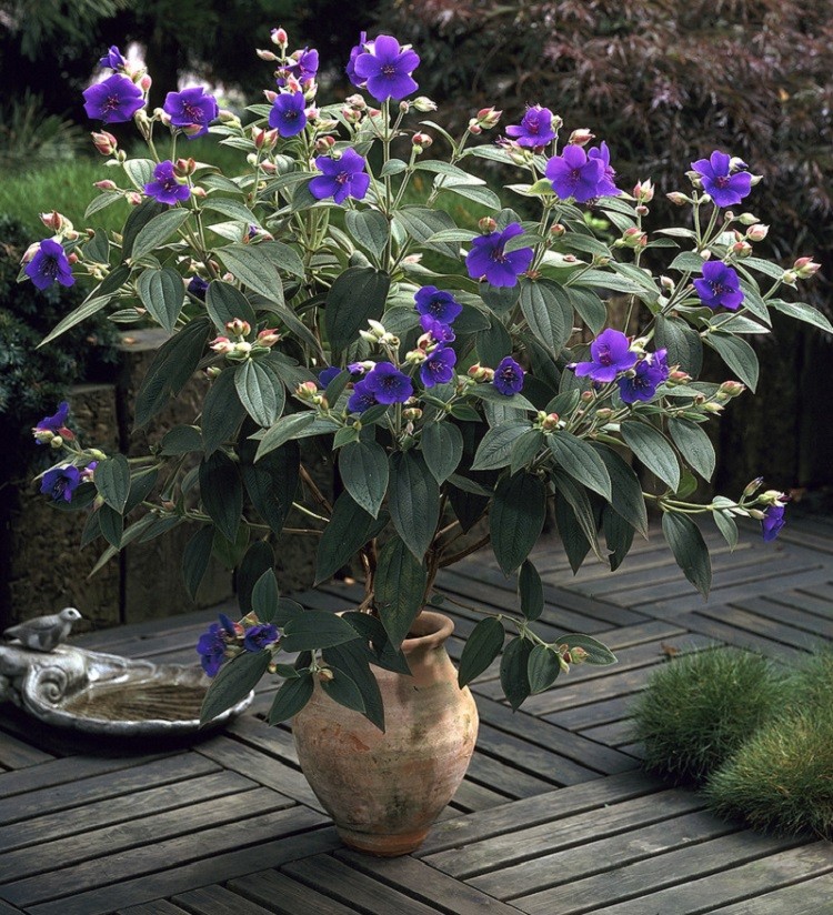 tibouchina-x750.jpg