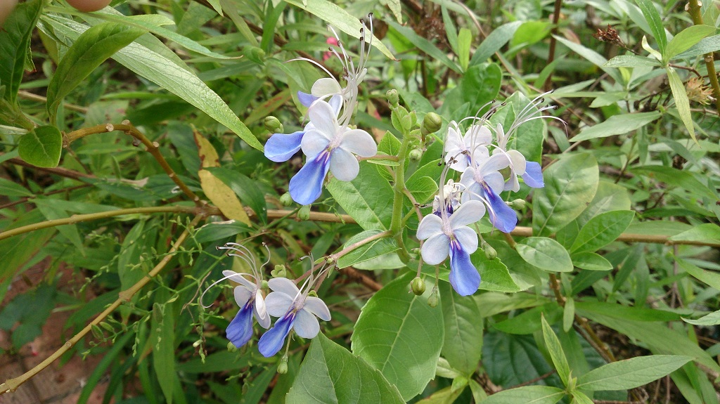 Butterfly_Bush_(Rotheca_myricoides_&#039;Ugandense&#039;)_1.jpg