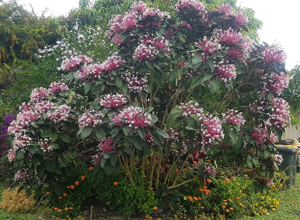 Clerodendrum-quadriliocare-2--scaled.jpg