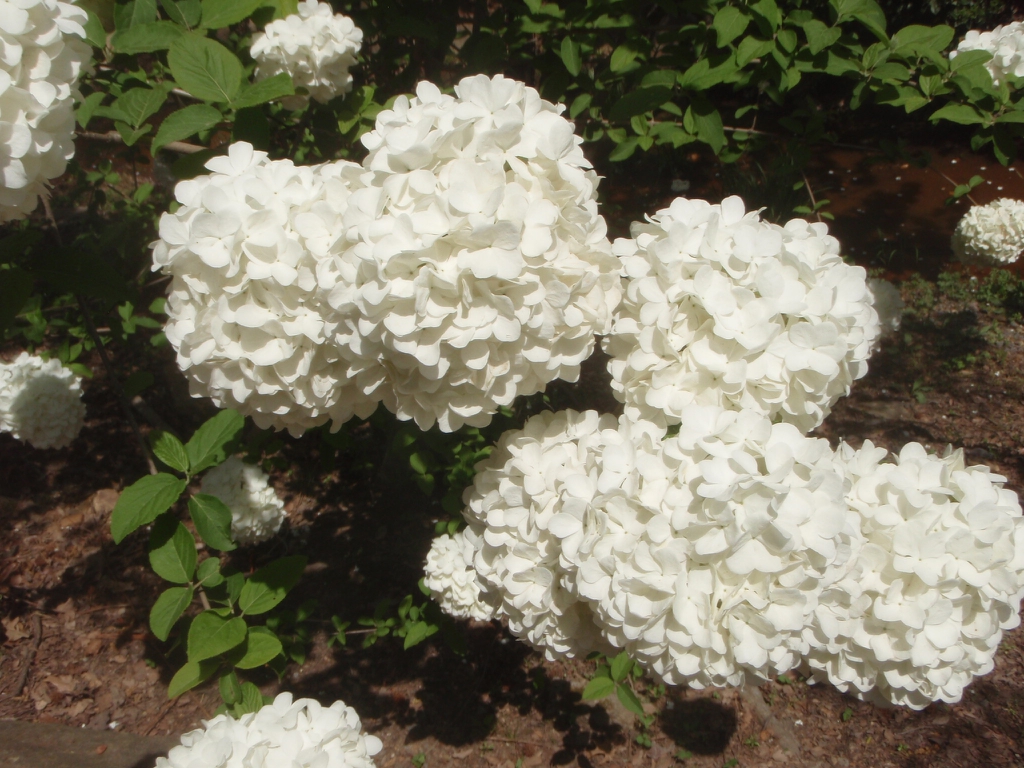 Viburnum_macrocephal_eILE1YIH9TA8.jpg