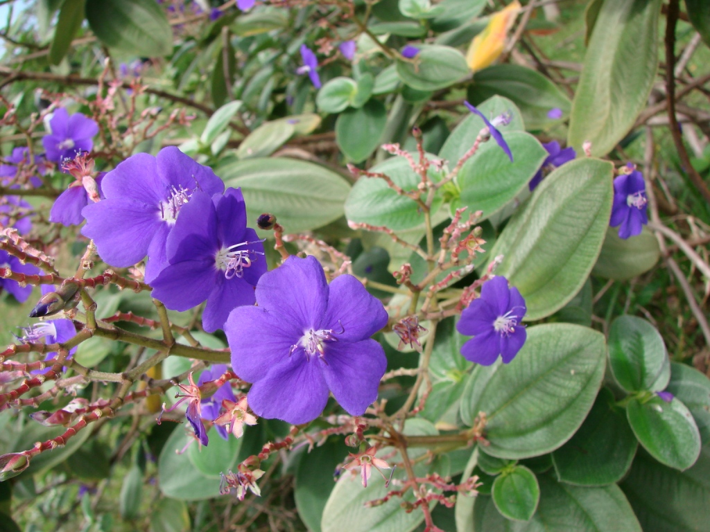 Tibouchina_grandifolia_.jpg