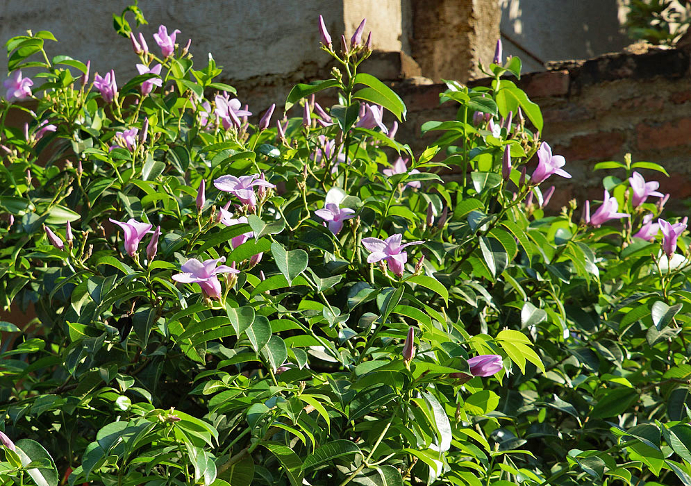 cryptostegia-grandiflora-vine.jpg