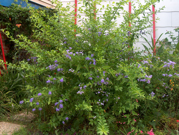 duranta-erecta-8.jpg