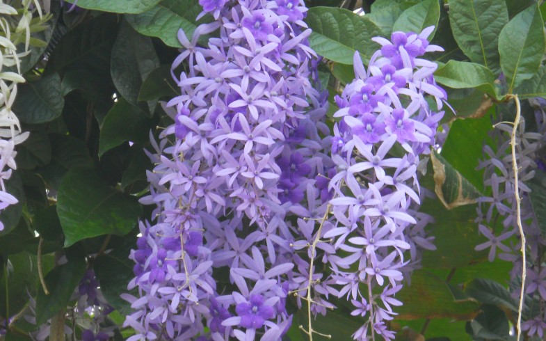 petrea-volubilis-785x490.jpg