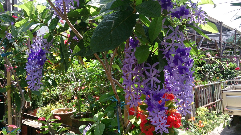 Sandpaper_Vine_(Petrea_volubilis)_2.jpg