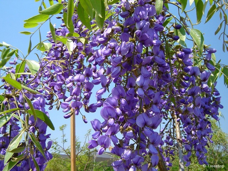 plantbook.co.za_bolusanthus-speciosus8.jpg