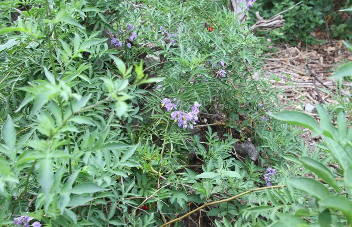 brazilian-nightshade-flowering.jpg