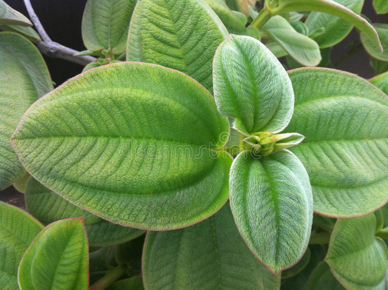 velvet-leaf-tibouchina-close-up-leaves-grandifolia-common-names-large-leafed-pri.jpg