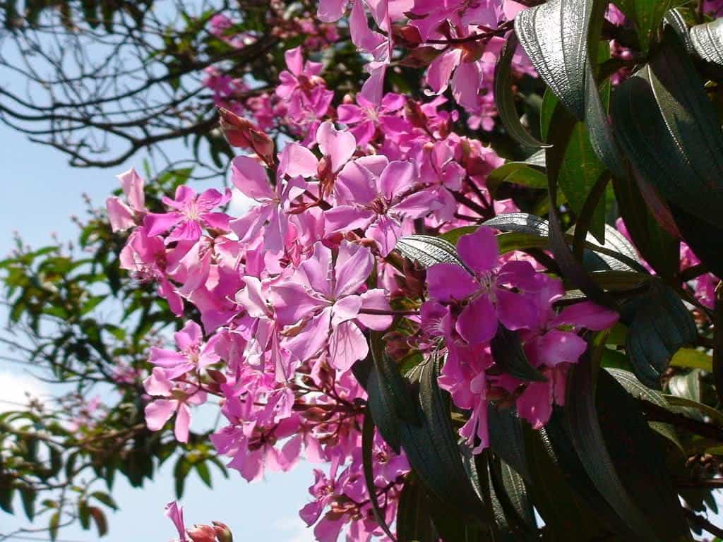 quaresmeira_rosa_tibouchina_granulosa_katleen_sao_paulo_brazilian_native_tree.jpg