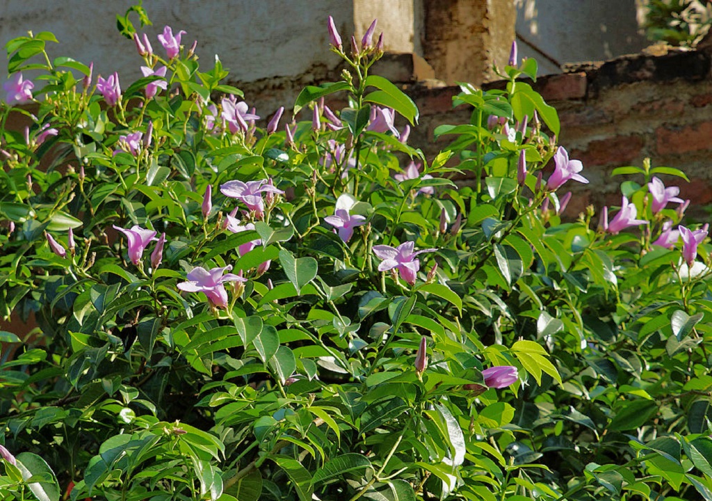 cryptostegia-grandiflora-vine.jpg