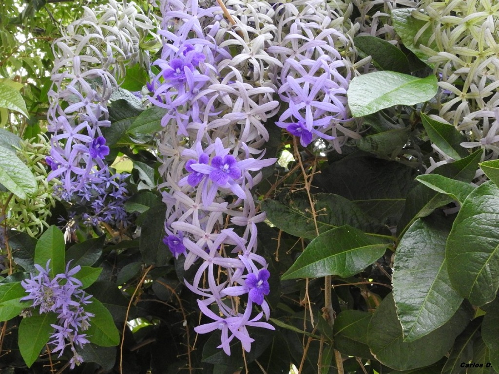 machigua-petrea-volubilis-20551-xl.jpg