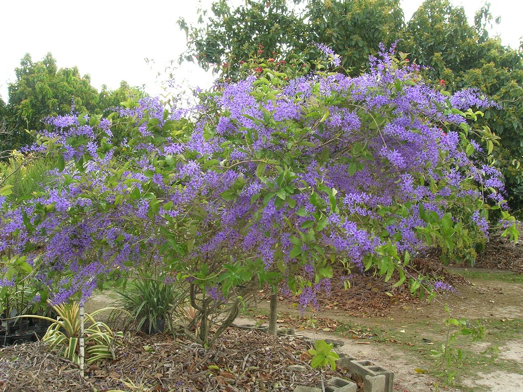 Petrea-volubilis-Queens-Wreath9.jpg