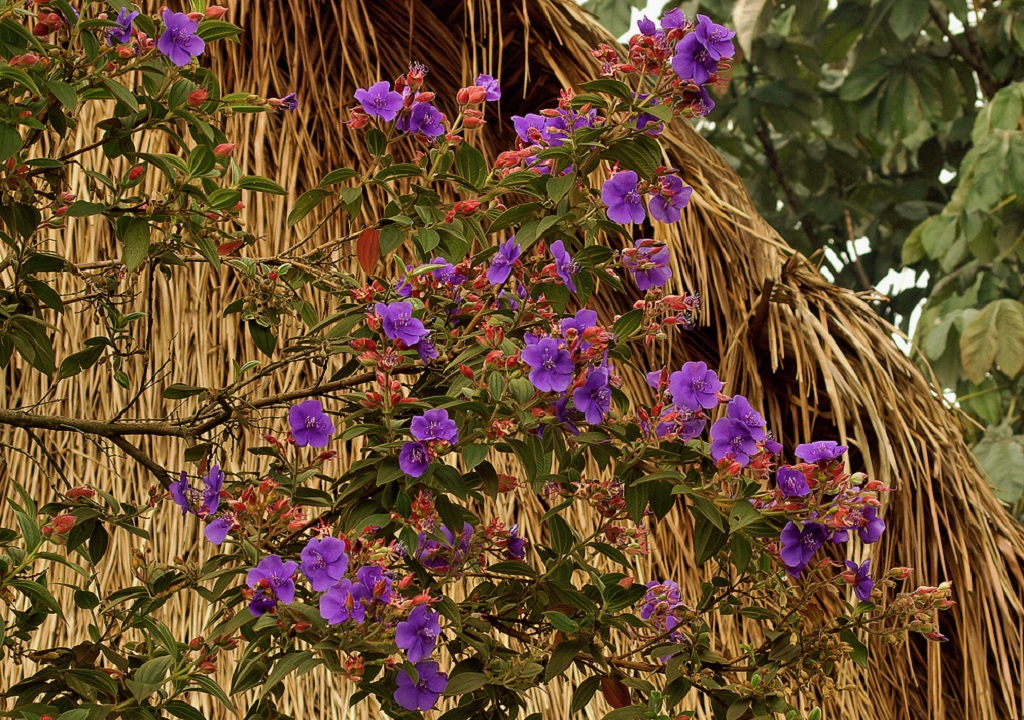 tibouchina-urvilleana-glory-bush.jpg