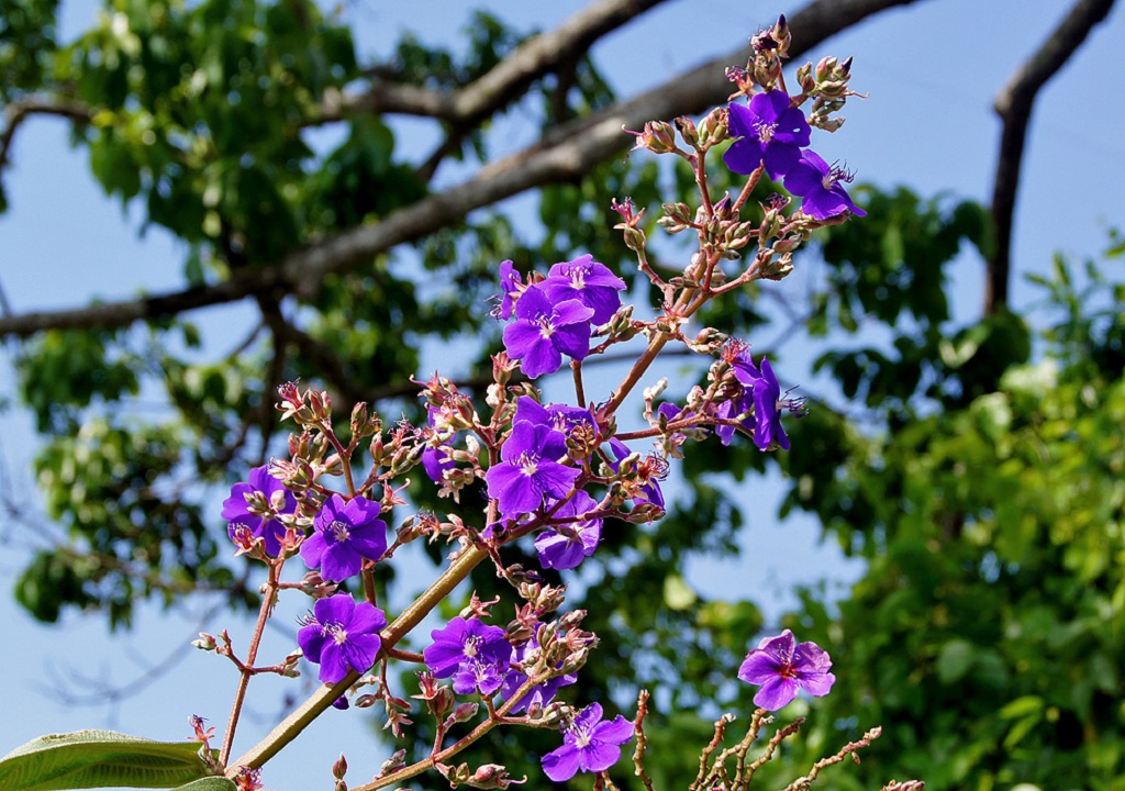 tibouchina-heteromalla-flower.jpg