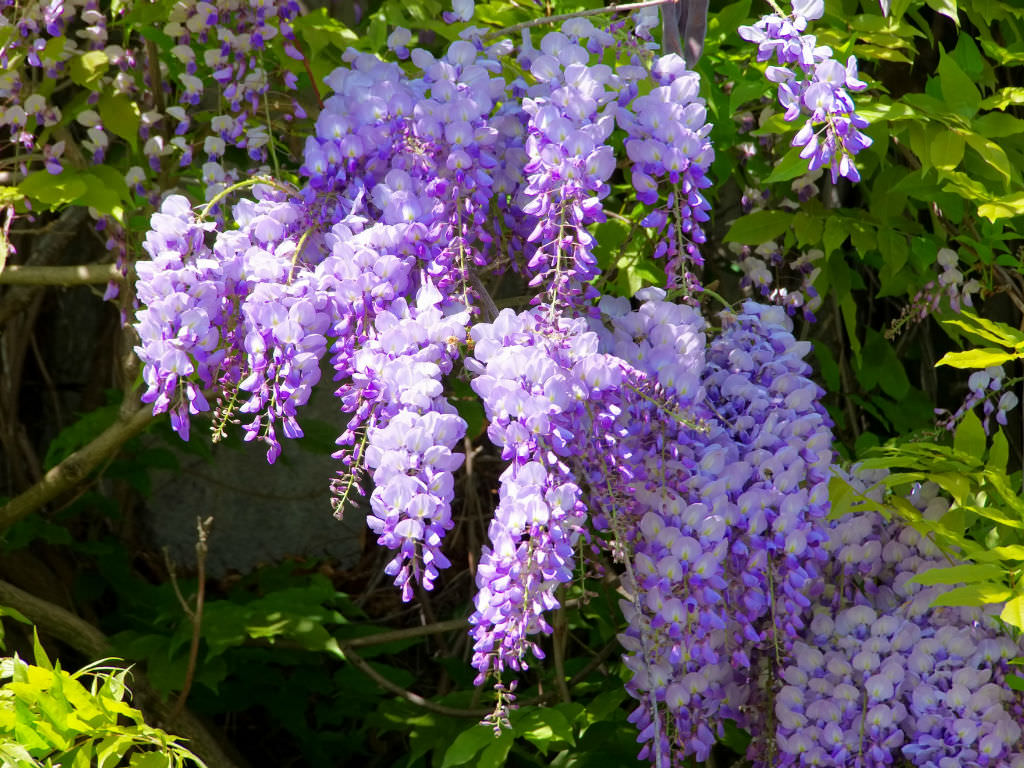 Wisteria-sinensis-Chinese-Wisteria2.jpg